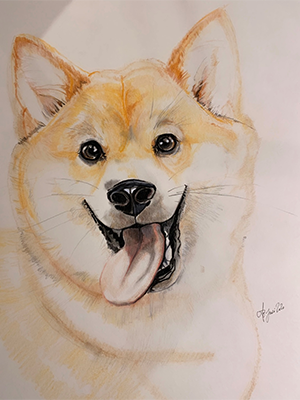 Shiba Inu